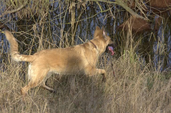 Blanding af racer Berta billede 2