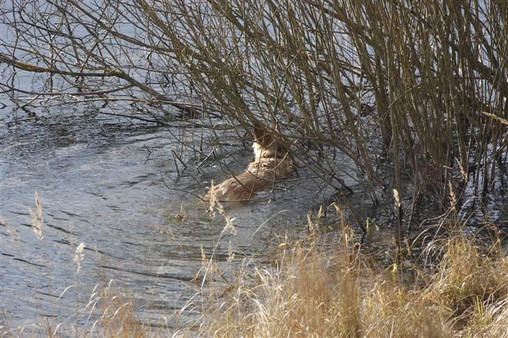 Blanding af racer Berta billede 3