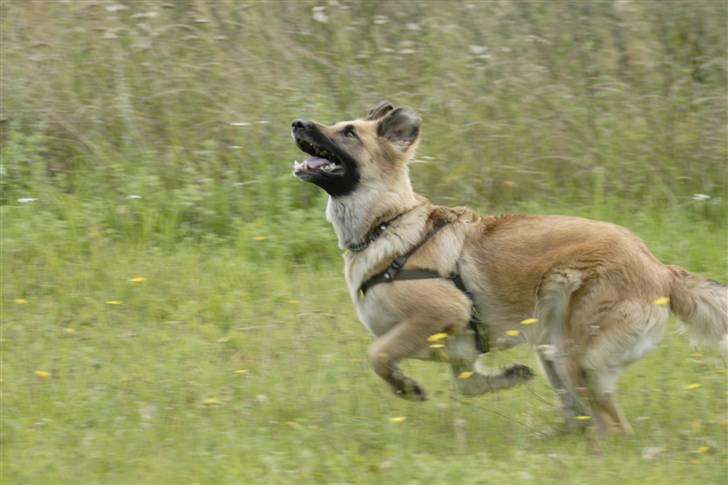 Blanding af racer Berta billede 4