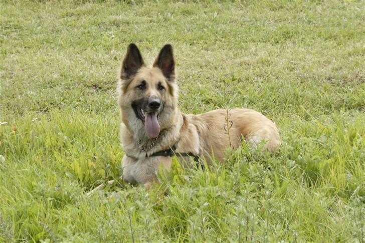 Blanding af racer Berta billede 5