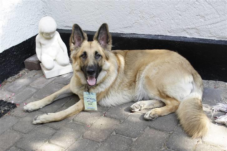 Blanding af racer Berta billede 6