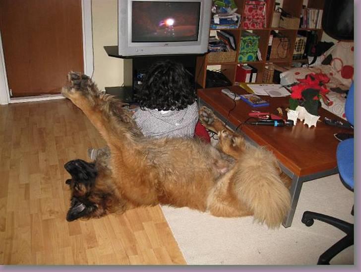 Leonberger SIMBA - Livet er sgu da FEDT! billede 6