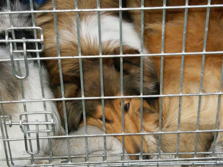 Collie langhåret Bibi - Her har jeg fred og ro billede 13