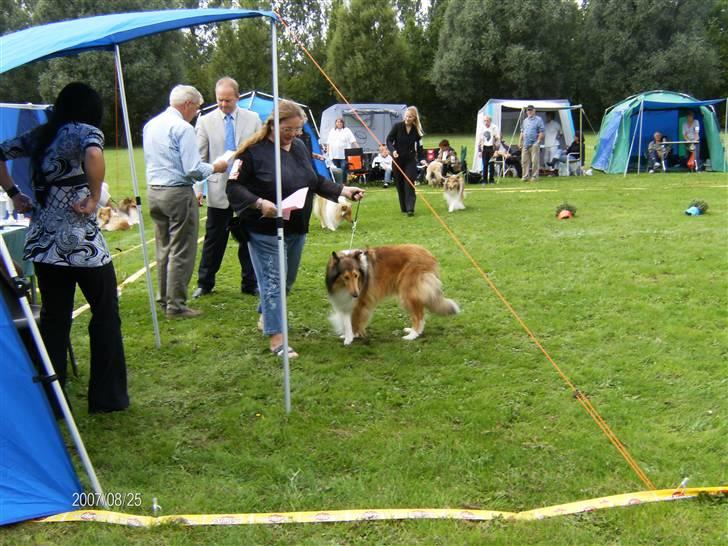 Collie langhåret Bibi - Lad mig komme ud af ringen tænker Bibi billede 14