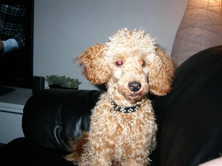 Dværgpuddel Snuppi billede 1