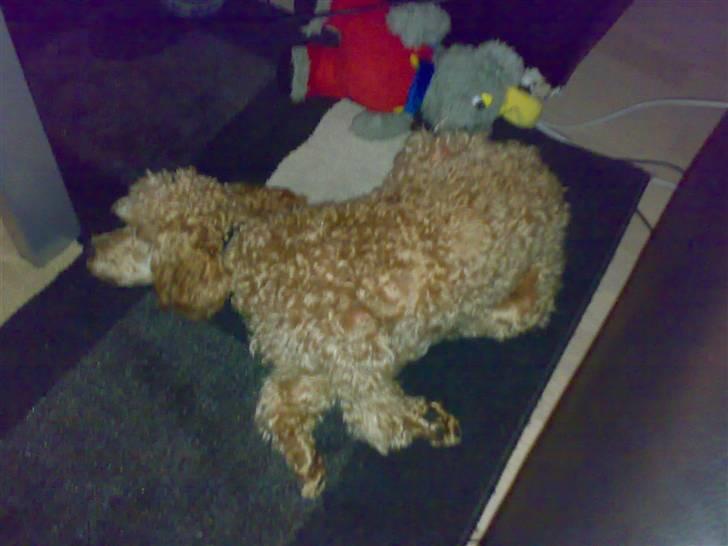 Dværgpuddel Snuppi billede 2