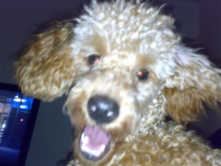 Dværgpuddel Snuppi billede 4