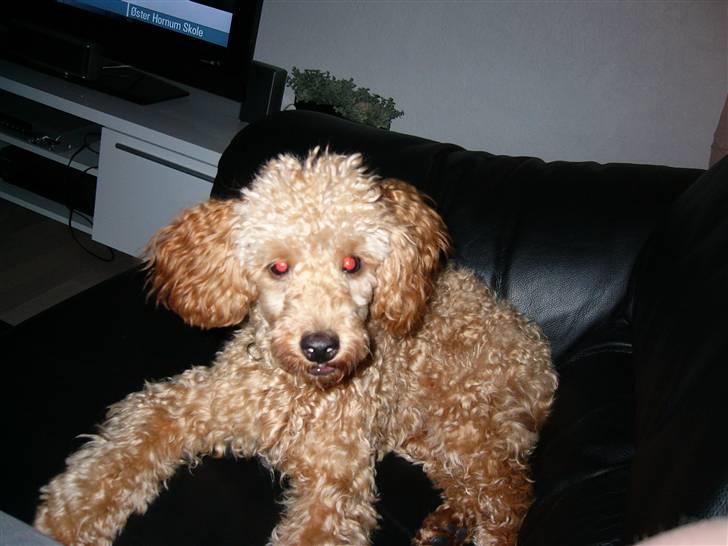 Dværgpuddel Snuppi billede 5