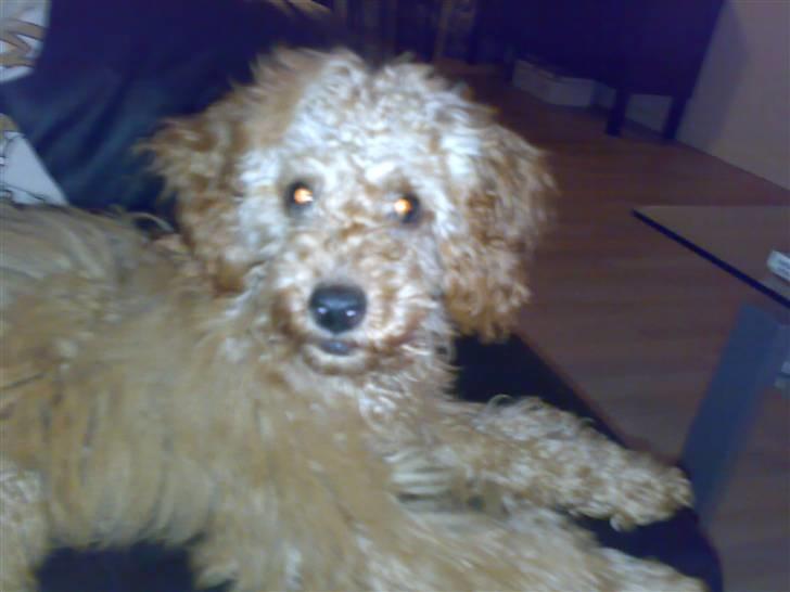 Dværgpuddel Snuppi billede 6