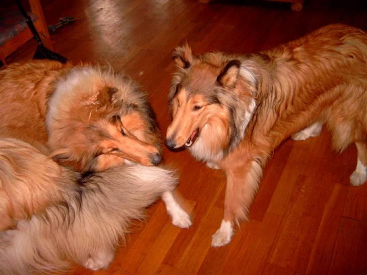 Collie langhåret Bibi - Bibi med hendes plejesøster Midi når hun er på besøg billede 15