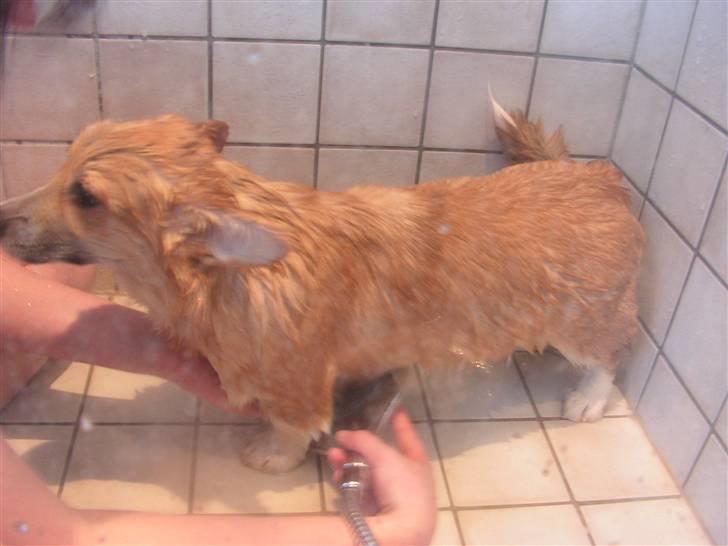 Welsh corgi pembroke My - Det er altså ikke sjovt at være i bad billede 13