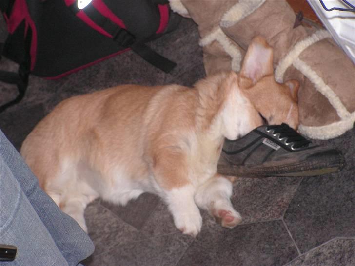Welsh corgi pembroke My - Det er så dejligt at sove med hovedet i mors sko. billede 14