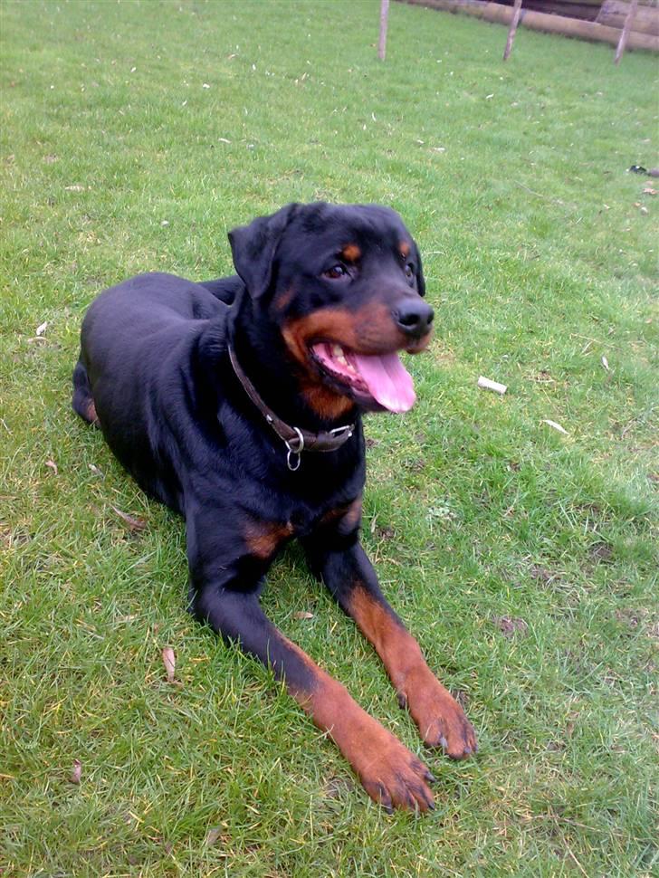 Rottweiler joejoe + 8-02-2010 - god hund billede 1