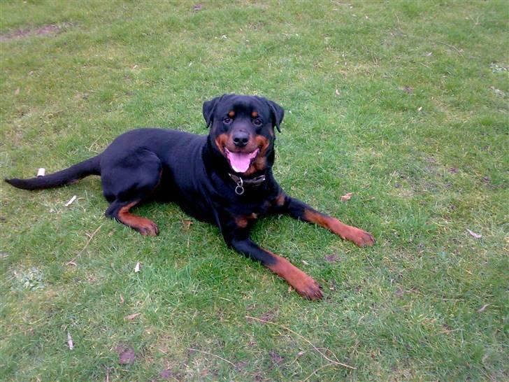 Rottweiler joejoe + 8-02-2010 - du er så dygtig billede 2