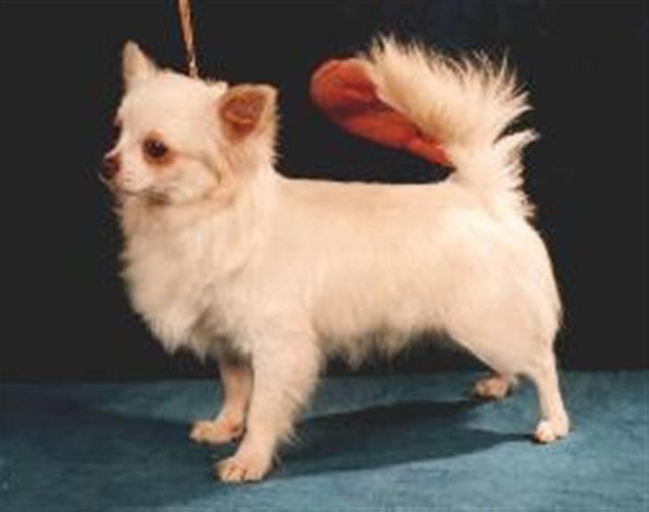 Chihuahua "Hermes" DKCh.  - Hermes oldefar Misty Meadows Mr.Bean(FI & DKCH)  snudt ud af næsen ;o))) billede 19