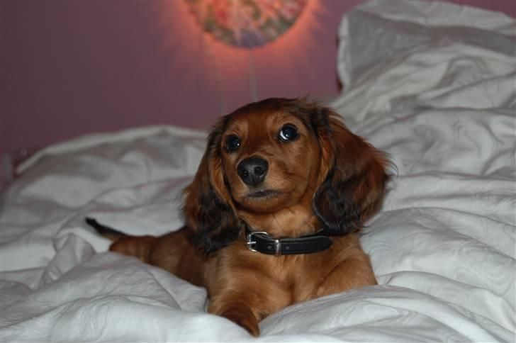 Gravhund nico billede 10