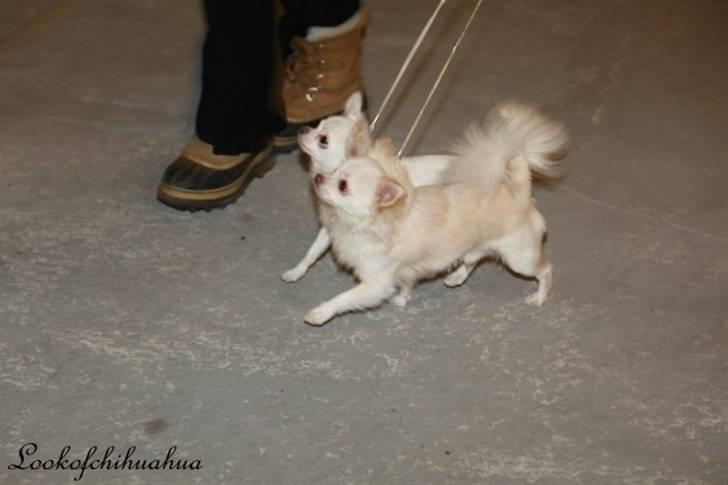 Chihuahua "Hermes" DKCh.  billede 20