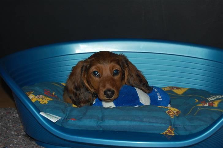 Gravhund nico billede 11