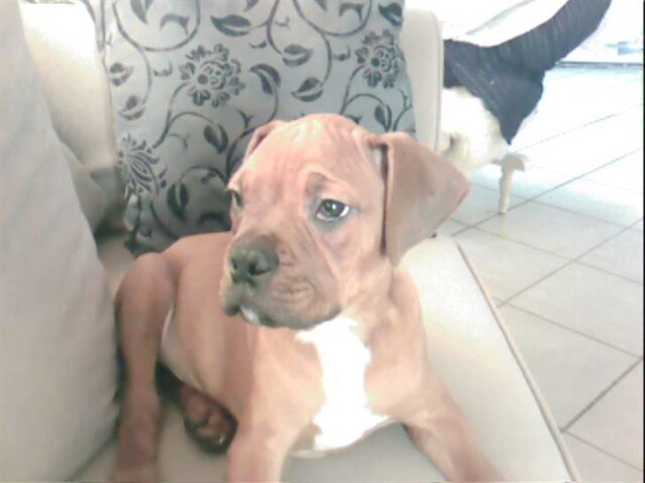 Blanding af racer Kenzo - Er jeg ikke smuk..... billede 15