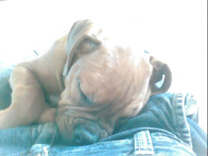 Blanding af racer Kenzo - Søvning billede 16