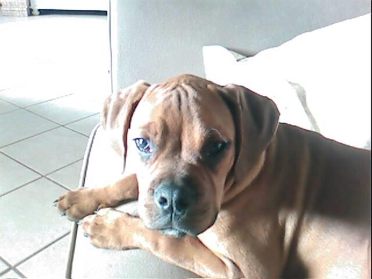 Blanding af racer Kenzo - Er jeg ikke vokset meget 17 uger billede 17