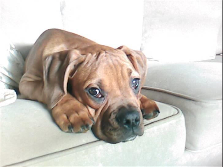 Blanding af racer Kenzo - Bandit..... billede 18