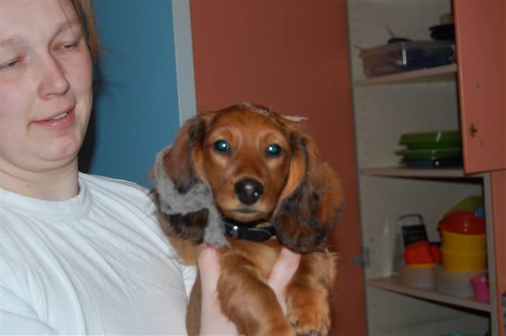 Gravhund nico billede 12