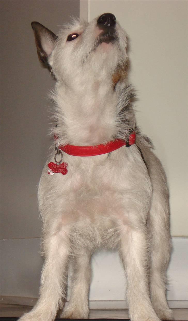 Jack russell terrier Tikka - YES!!! billede 8