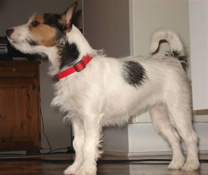 Jack russell terrier Tikka - Nu står jeg helt stille billede 9