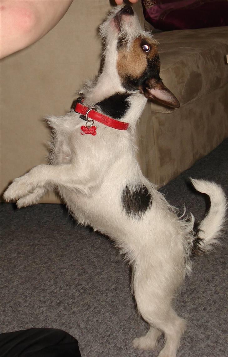 Jack russell terrier Tikka - Jeg Kan Godt Nå billede 10
