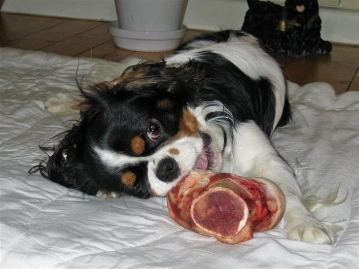 Cavalier king charles spaniel Cobra - Første gang Cobra får et rigtigt kødben billede 18