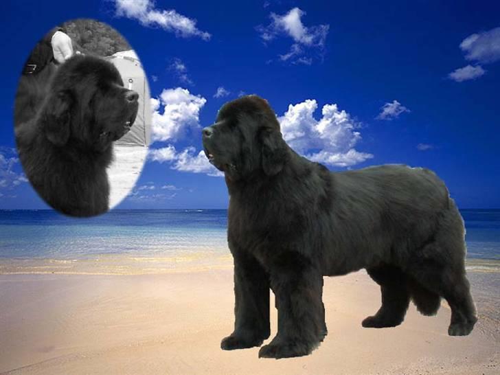 Newfoundlænder Al Capone - DØDe den 4/3-08 savner ham... billede 11