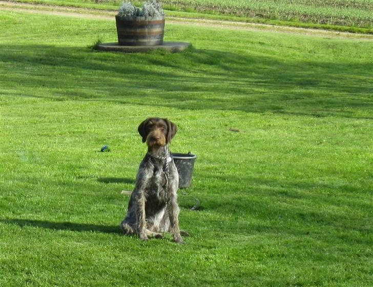 Ruhåret hønsehund Laika - Jeg elsker bare at være ude ! <3 billede 2
