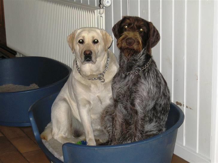 Ruhåret hønsehund Laika - Vi elsker at sidde tæt! ;D billede 5
