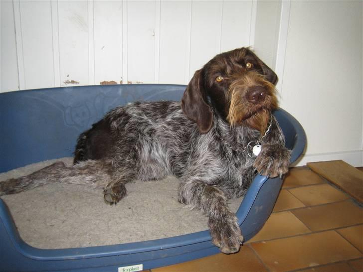 Ruhåret hønsehund Laika - - Er jeg ikke bare en charmetrold ? :´) <3 billede 6