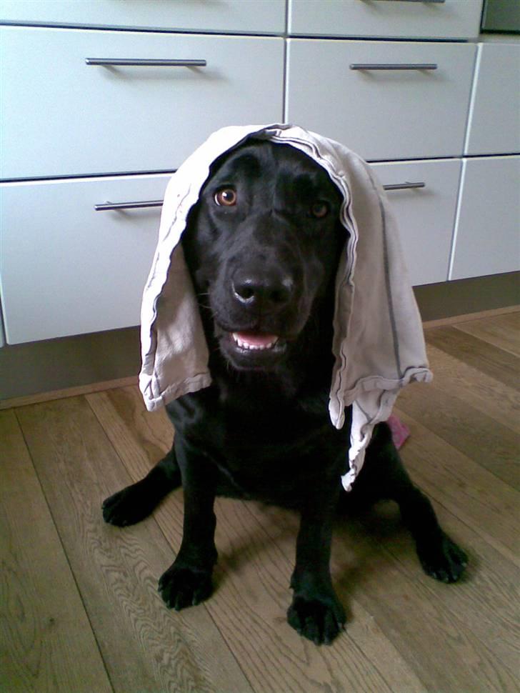 Labrador retriever Anky - Nyeste mode.. billede 1