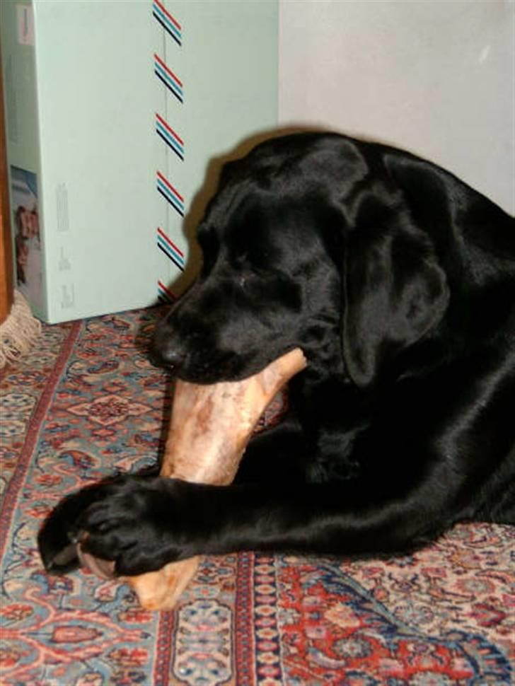 Labrador retriever Anky - Uhm, det ben smager jo godt.. billede 2