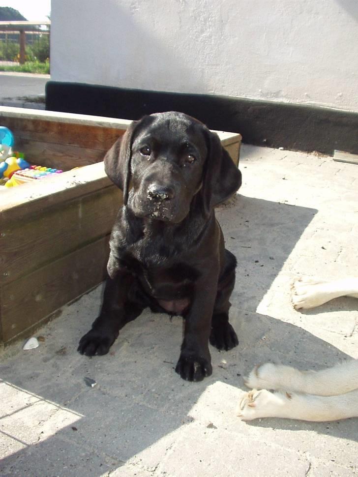 Labrador retriever Anky - Her er hun 4 månder gammel billede 3