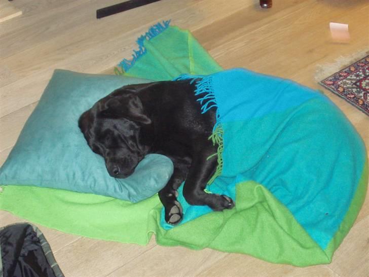 Labrador retriever Anky - Man kan jo blive træt.. :oP billede 4