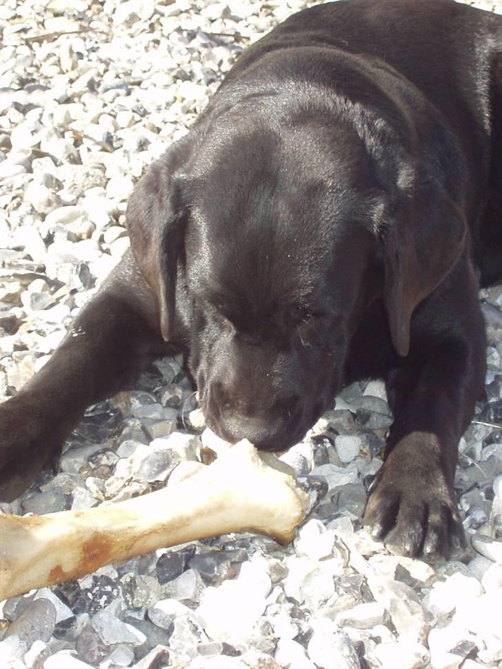 Labrador retriever Anky - Måske vil benet leget.? (Hun sidder og skubber til det med snuden, for at se om det kan bevæge sig) billede 5