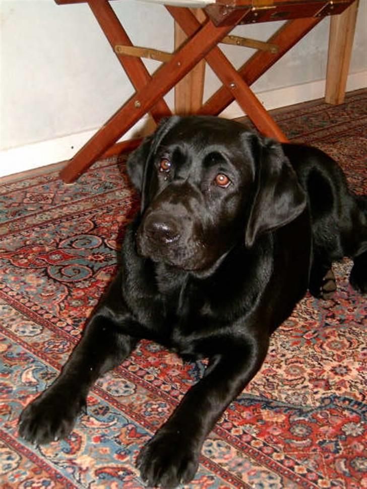 Labrador retriever Anky - Hvad var det? billede 6