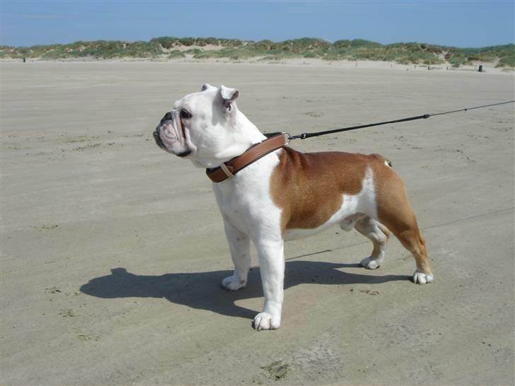 Engelsk bulldog Brisse billede 1