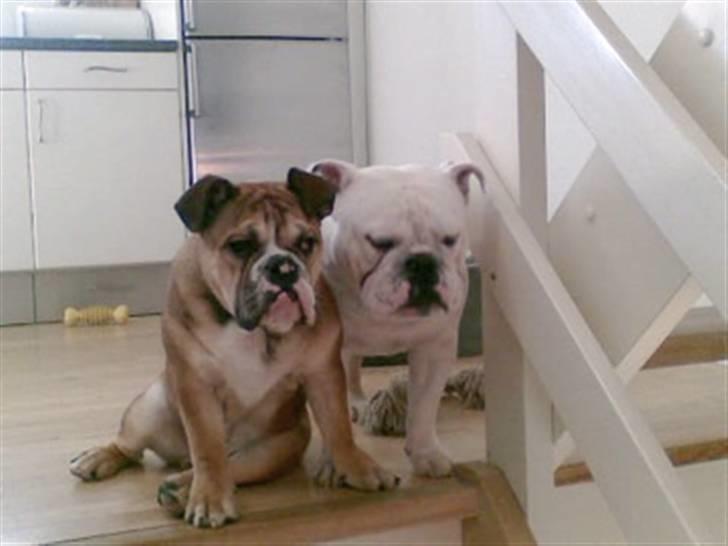 Engelsk bulldog Brisse - På ferie hos fætter boris. billede 2