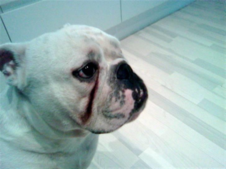 Engelsk bulldog Brisse billede 3