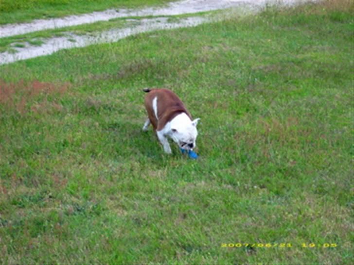 Engelsk bulldog Brisse billede 4