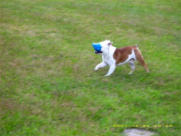 Engelsk bulldog Brisse billede 5