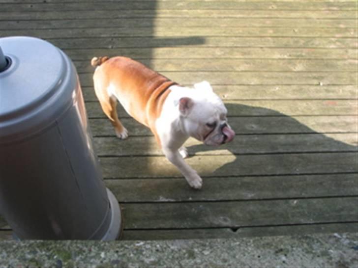 Engelsk bulldog Brisse billede 6