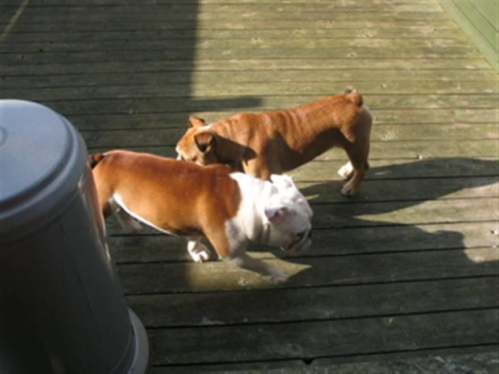 Engelsk bulldog Brisse billede 7