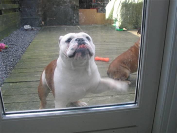 Engelsk bulldog Brisse billede 8