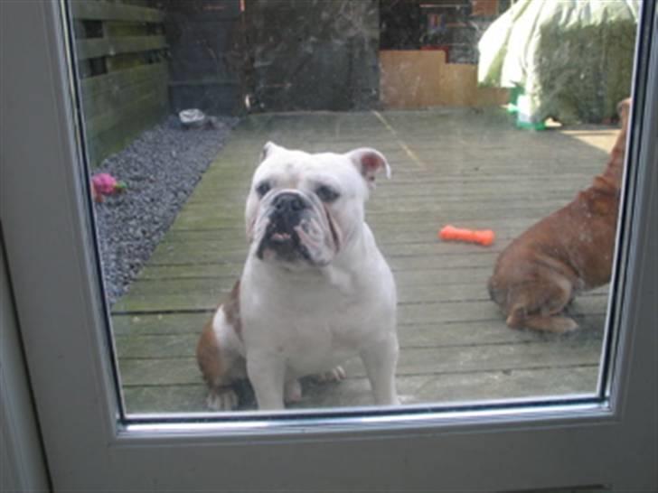 Engelsk bulldog Brisse billede 9